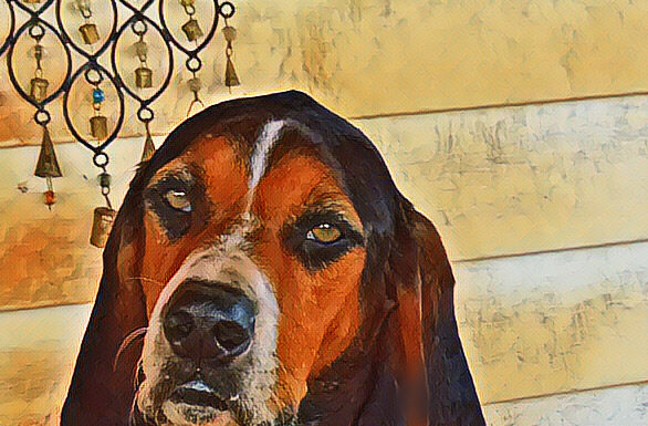 Finding That Forever Home