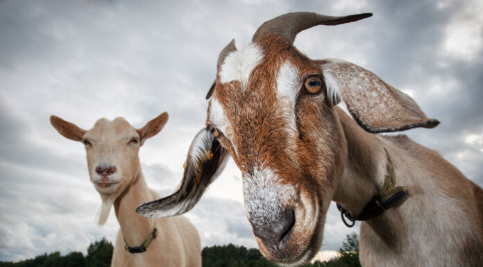 The Greatest of All Time