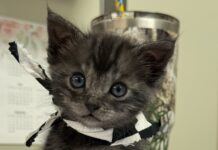 Combating Natural Disasters