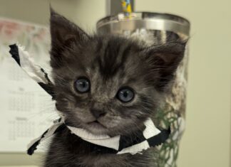 Combating Natural Disasters