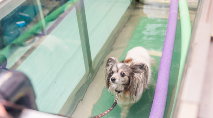Pets in the Pool