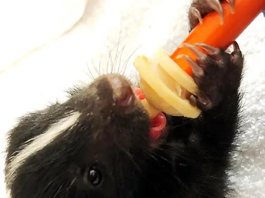 Dealing With Pepe Le Pews