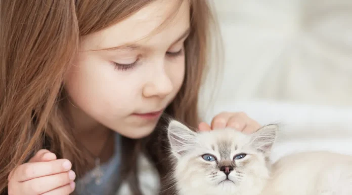 Cats Bonding on the Spectrum