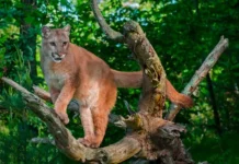 Thriving on Wildness