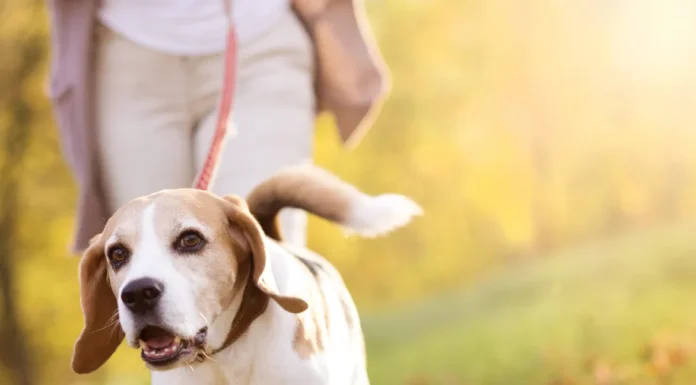 How My Dogs Might Save Me from Breaking a Hip