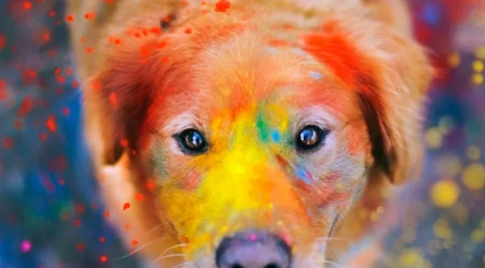 Don’t Paint Pets!