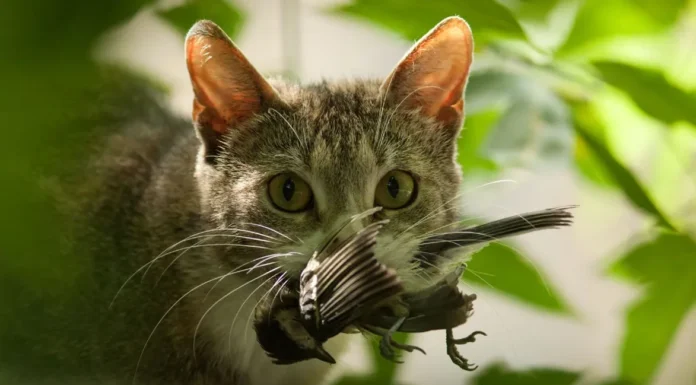 LETTER TO THE PUBLISHER: