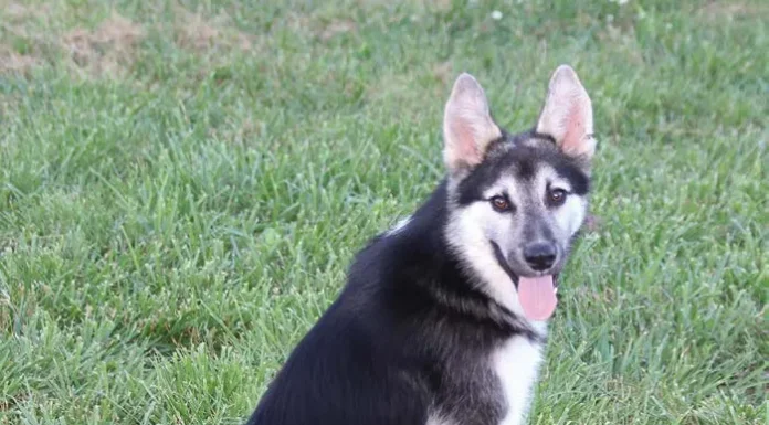 “Rescued” Is Not a Breed