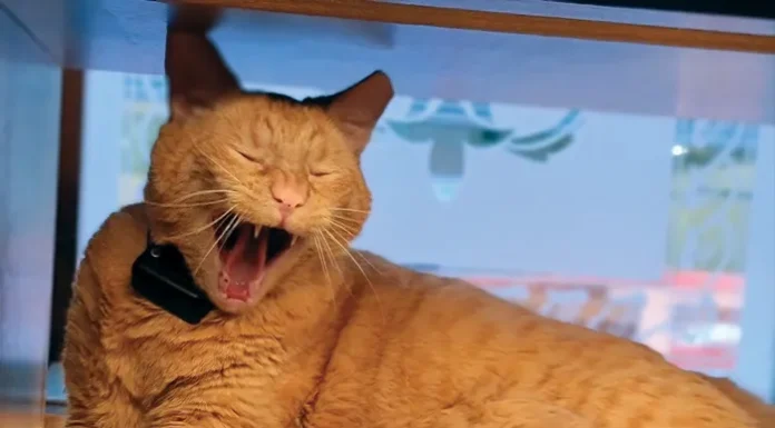 Ghosts of the Literati