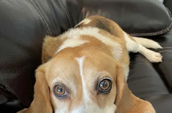 Helpless Hounds Turned Hopeful