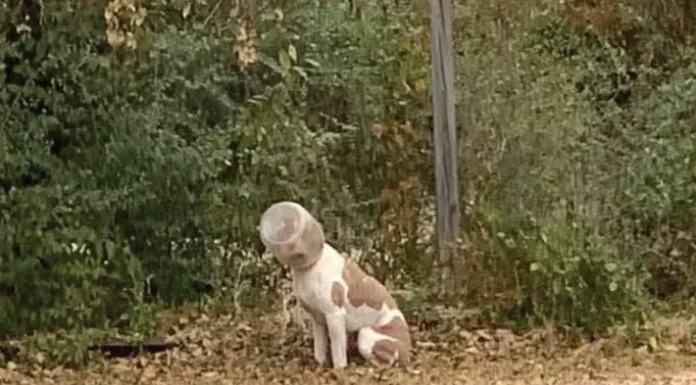 THE STORY OF ‘Jughead’