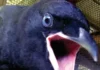 NOTHING TO CROW ABOUT: