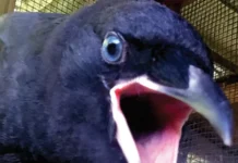 NOTHING TO CROW ABOUT: