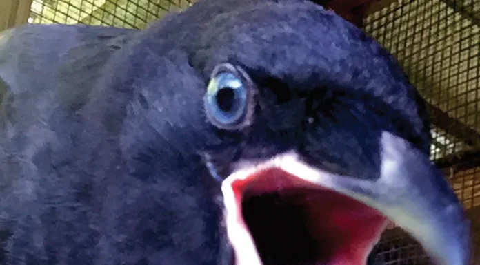 NOTHING TO CROW ABOUT: