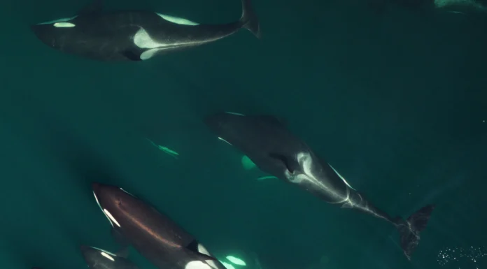 ‘Oklahoma Killer Whale Project’