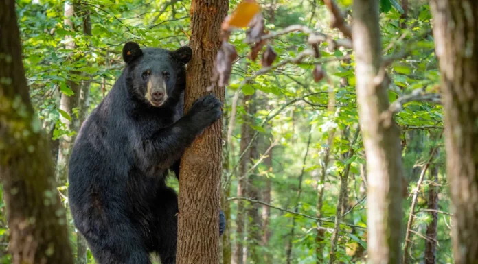 Yes, Oklahoma Has Black Bears