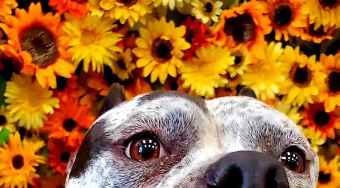 Handicapable Canines