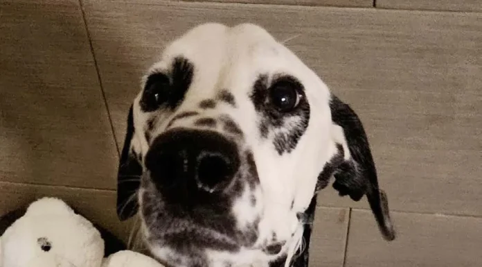 Undoing the Damage After Undoing the Chain