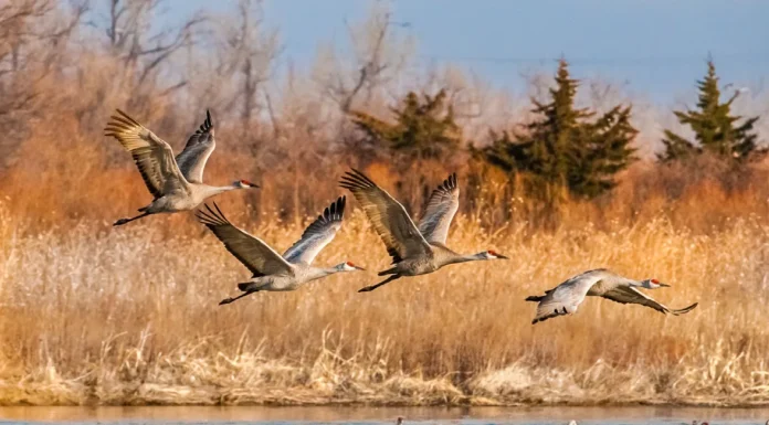 Sandhill Cranes Are Link to Prehistoric Past