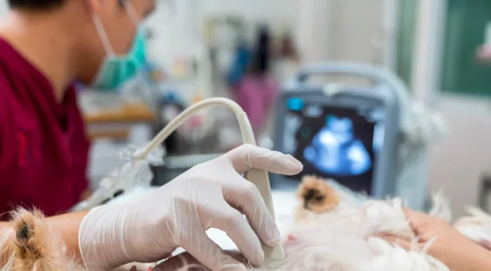 ULTRASOUND The Window inside Your Pet’s Health