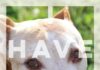 I HAVE YOUR DOG.