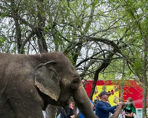 The Endangered Ark Foundation