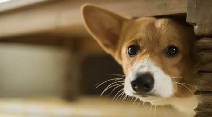 Fourth of July and Your Pets