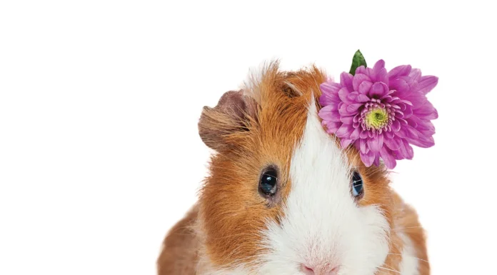 Guinea Pig Basics for Owners