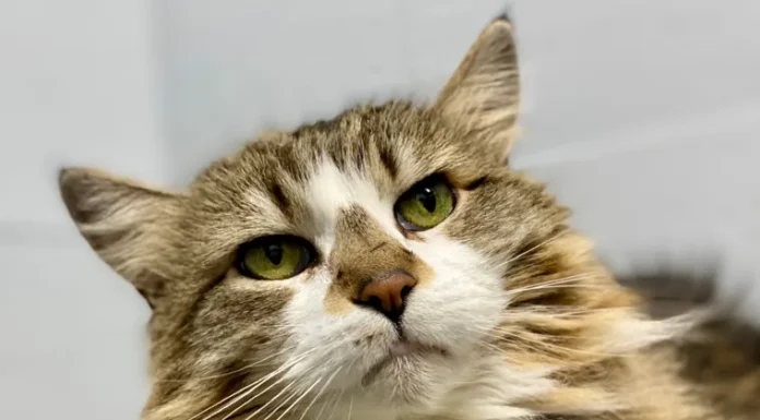 Scratching Out Elective Declawing