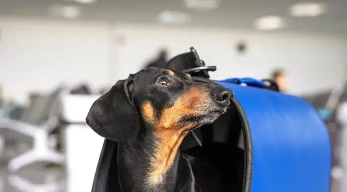 Flying Can Be Dangerous to Your Pets