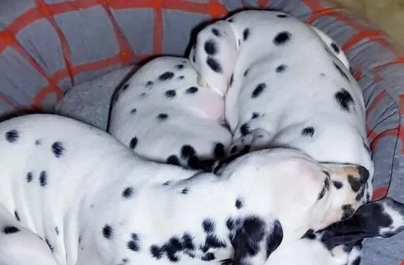 Outwitted, Outplayed, Outfoxed