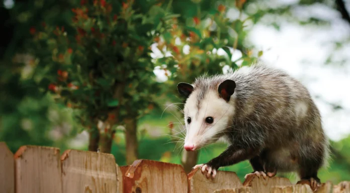 The Possum Is Awesome