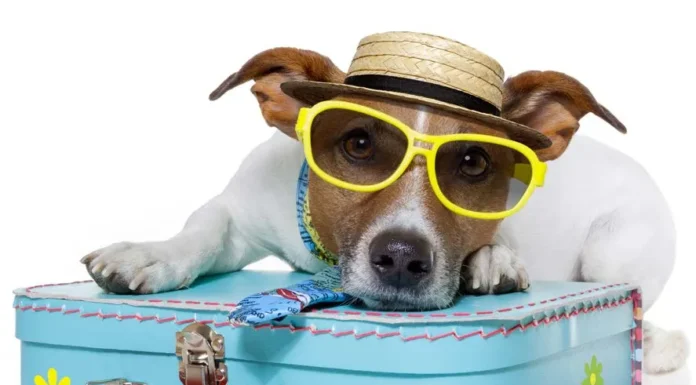 Pet-Friendly Travel, Tulsa Style!