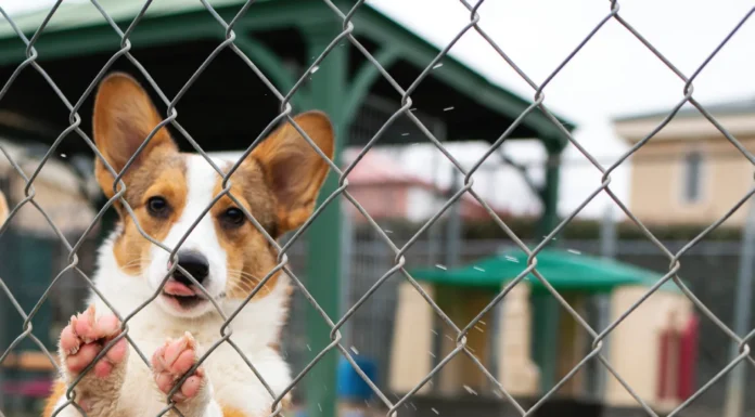 Woodland West Pet Resort