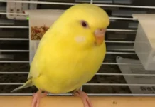 A Little Bird, a Lot of Fun