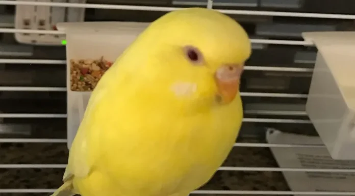 A Little Bird, a Lot of Fun