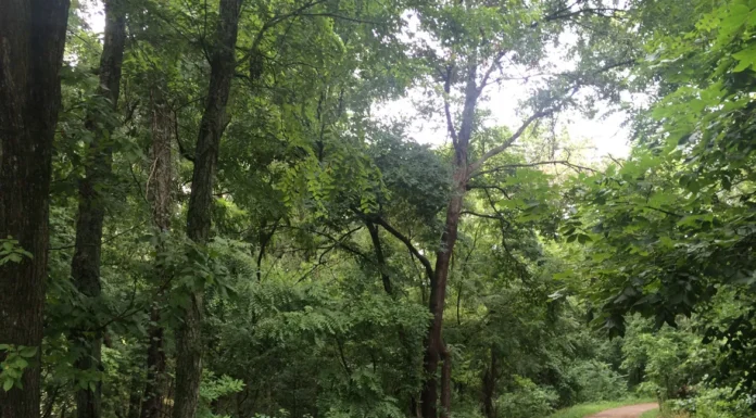 When It Is Time To Say Goodbye To Your Pet