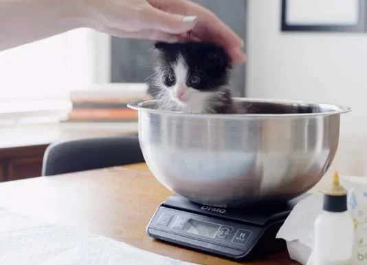 Fostering Vulnerable Newborns