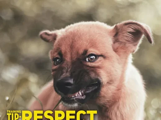 Respect the Growl