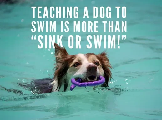 Teaching a dog to swim is more than sink or swim!