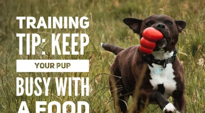 Use Food Delivery Toys