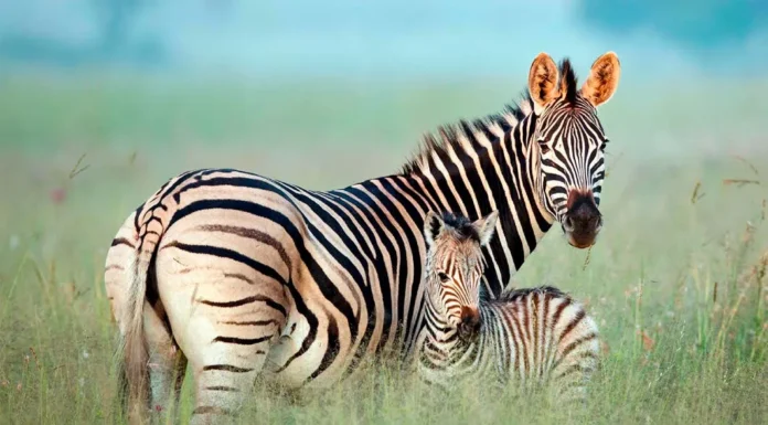 Critter Collection Part II