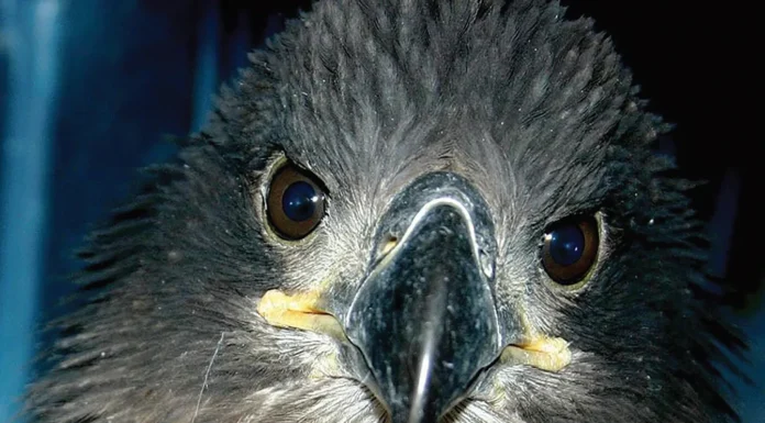 Flights of Fancy, Dances of Death and Other Reasons to Own Binoculars