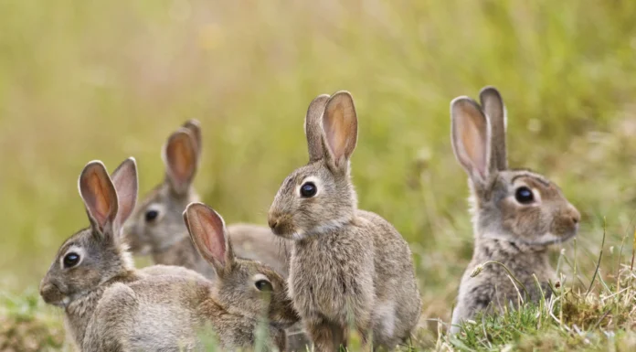 Rabbit Hemorrhagic Disease Virus