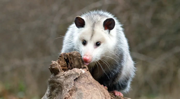The Possum Is Awesome Part II