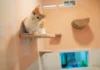 Kitty City