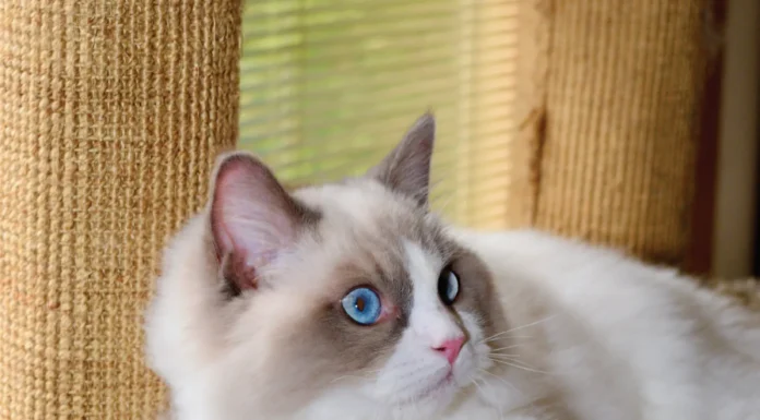 Camille’s Cathouse