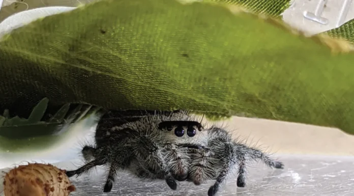 ‘THE KITTENS OF THE SPIDER WORLD’