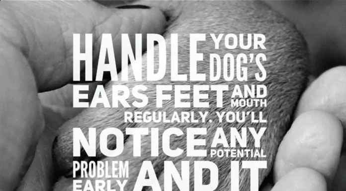 CONDITION YOUR DOG FOR VET VISITS