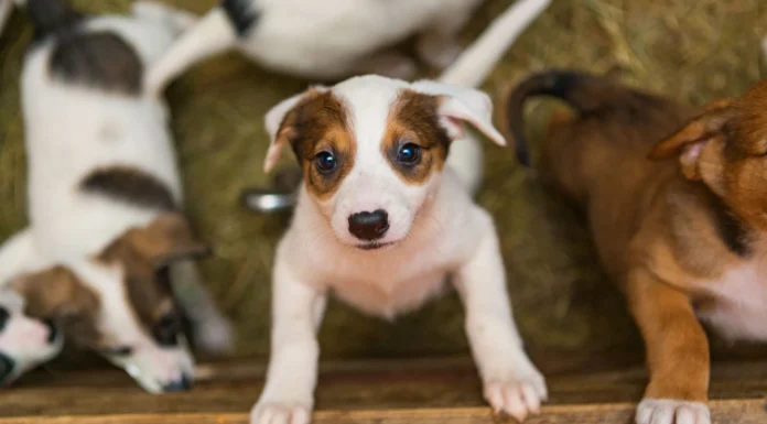 Home for the Holidays